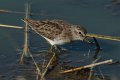 Least Sandpiper 2012-11-17_7